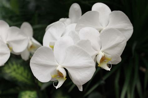 White Big Orchid Flower Singapore Free Stock Photo Public Domain
