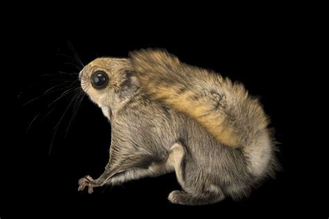 A Male Siberian Flying Squirrel Pteromys Volans At The Plzen Zoo In