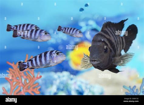 Silver Striped Fish Hi Res Stock Photography And Images Alamy