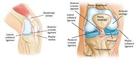 Anterior Cruciate Ligament Acl Injury Complete Physio