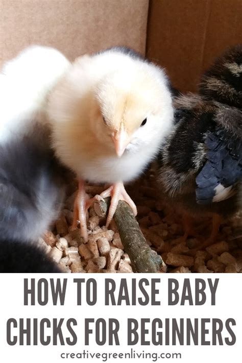 Raising Baby Chicks For Beginners Baby Chicks Raising Raising Backyard Chickens Chickens