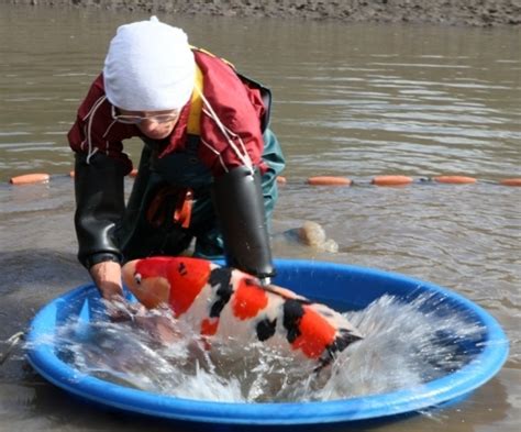Coy Fish Price | The Bryans Koi Fish