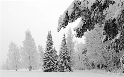 Hintergrundbilder Tannenbäume Schnee Winter Geäst Gewicht