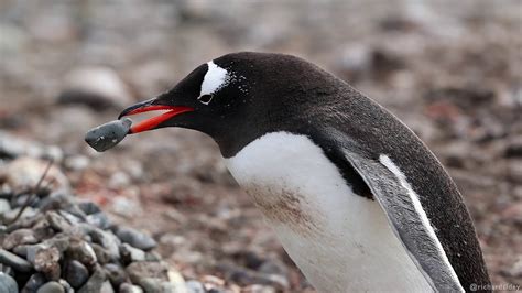 Gentoo Penguins Stealing Stones Youtube