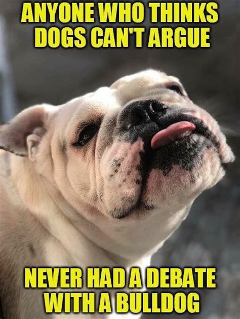 Pin On Bulldog Memes