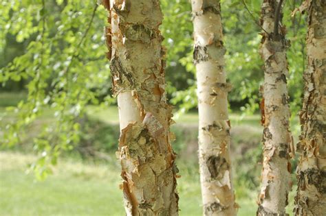 How To Choose Plant And Grow River Birch Trees Hgtv