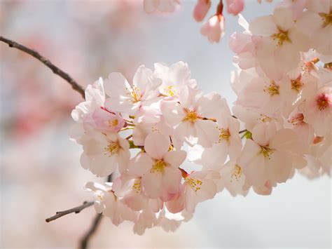 Amazing Spring Flowers Wallpapers ~ 521 Entertainment World