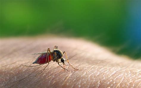 Do Mosquitoes Bite Some People More Than Others Scientific American