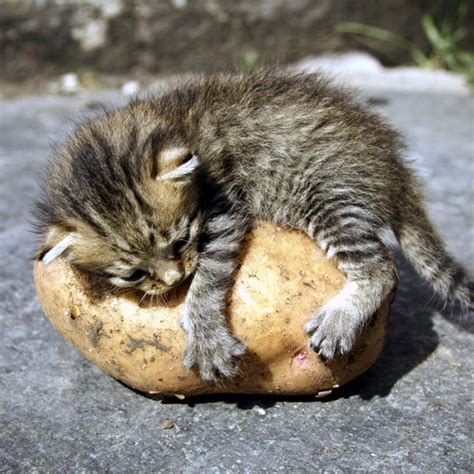 Some tuna now and then probably won't hurt. Can Cats Eat Potatoes? How About Sweet Potatoes? - Catster