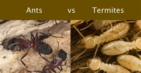 Termite Vs Ant Size Termites Info