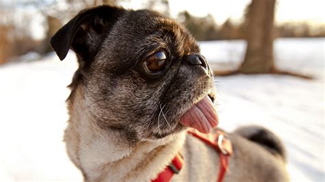 Also, here's a collection of 4k dog wallpapers. Cute Pug Wallpapers (69+ images)