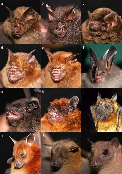 Bat Species Recorded By The Study A Rhinolophus Rouxii B