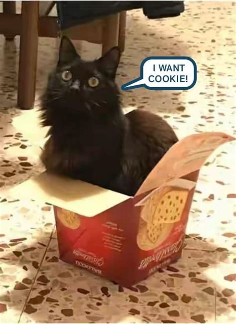 Y U Take Cookie Meownsters Cookies Lolcats Lol Cat Memes