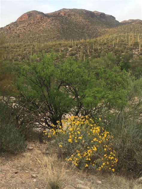 Yellow Flowers In Sonoran Desert Sonoran Desert Natural Landmarks