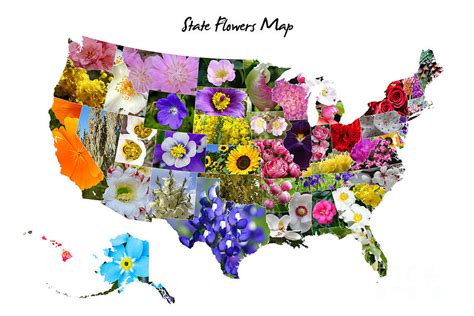 State Flowers Map Photograph By D Tao