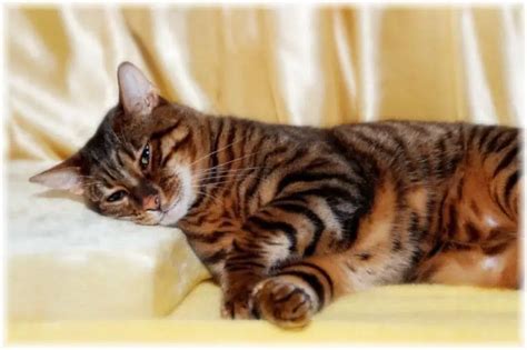 Toyger Cat Breed Information