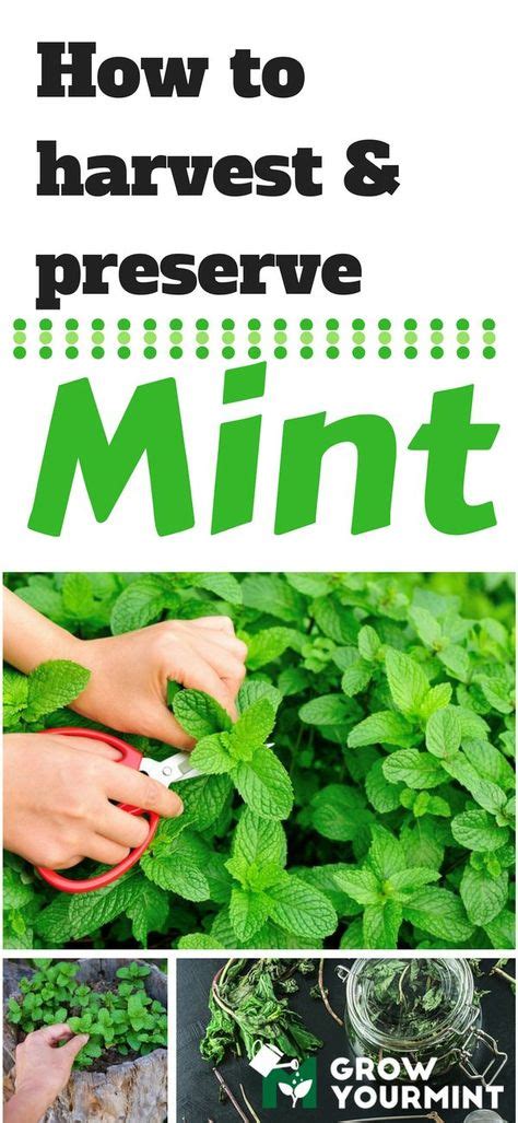 How To Harvest Mint Without Too Much Effort Gardengardening