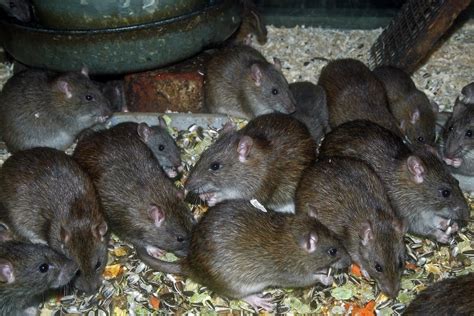 Our War Against Urban Rats Could Be Leading To Swift Evolutionary