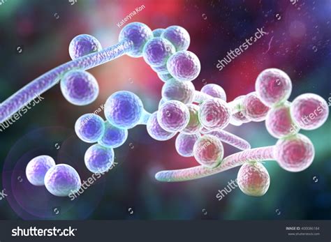 3d Illustration Fungi Candida Albicans Which Stock Illustration