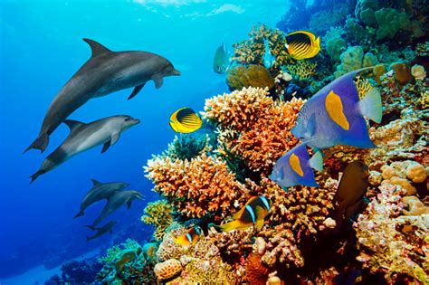 Free Picture Dolphin Sea Water Underwater Ocean Animal