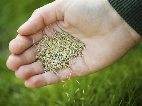 Grass Seed 101 8 Of The Most Popular Types
