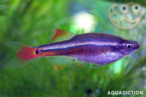 White Cloud Mountain Minnow Tanichthys Albonubes Fish Profile Care