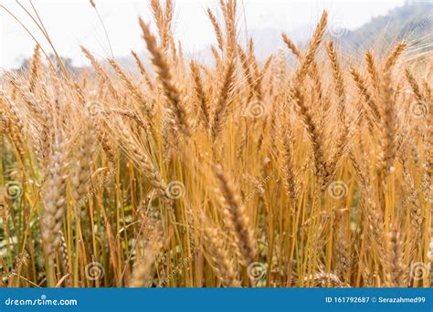 Golden Cornish Barley Crops In A Field Ready For Harvest Stock Image