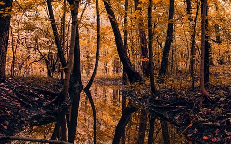 Download Wallpaper 2560x1600 River Forest Trees Autumn Landscape