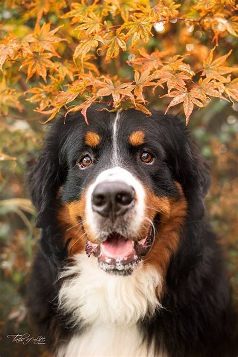 Tickled Fancy Photo Burmese Mountain Dog Puppy Beautiful Dogs