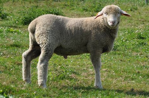 szch.ca @gmail.com - Zvieratá - Ovce - Švajčiarska alpská ovca