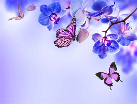 Download Blue Flower Butterfly Flower Nature Orchid 4k Ultra Hd Wallpaper