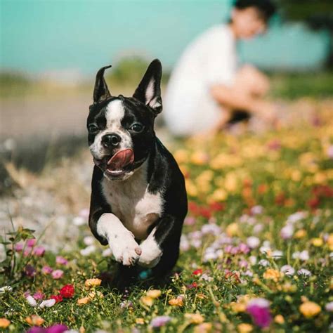 Boston Terrier Rescues In New Jersey Cost And Adoption Process Boston