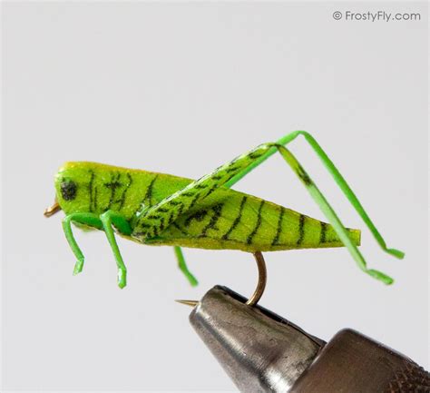 Realistic Hopper Grasshopper Frostyfly