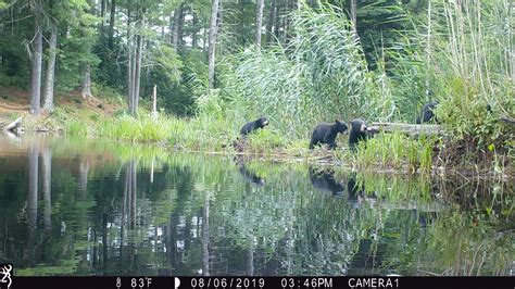 Quabbin Central Ma Cameras Slr And Trail Cameras 2019 08 04