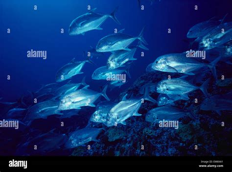 Northwestern Hawaiian Islands Pearl And Hermes Reef Giant Trevally