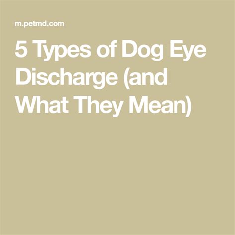 5 Types Of Dog Eye Discharge And What They Mean Dog Eyes Types Of