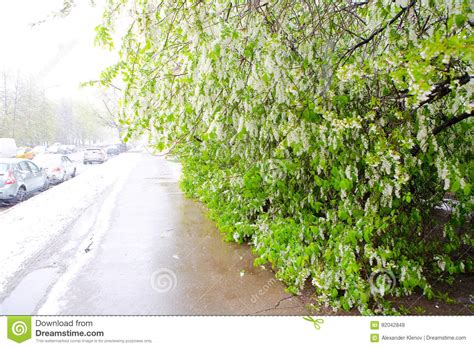 A Natural Phenomenon Unexpected Spring Snowfall And Flowering T