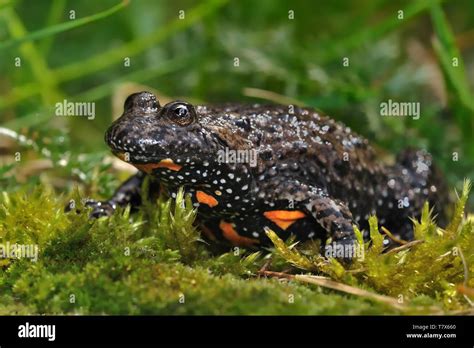 The European Fire Bellied Toad Hi Res Stock Photography And Images Alamy