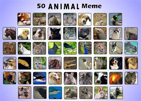 50 Favourite Animal Meme By Purplepandog On Deviantart