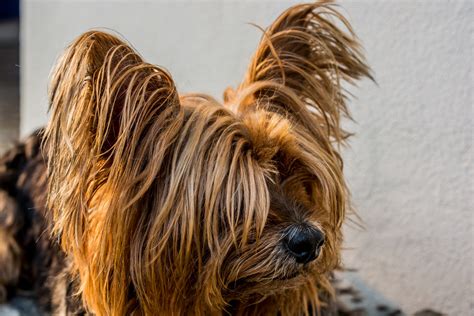 Banco De Imagens Vertebrado Raça Cão Lhasa Apso Cachorro Pequeno
