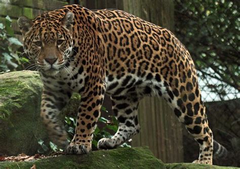 Interestingly, this region is hugely oozing with biodiversity as it contains more than half of the world's plant and animal species. gods of the rainforests | Jaguar animal, Rainforest animals, Animals beautiful
