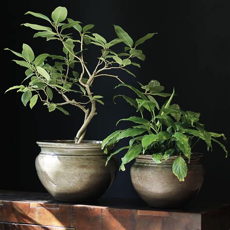 Beautiful Brown Pot For Indoor Plants Mora Taara Home Decor