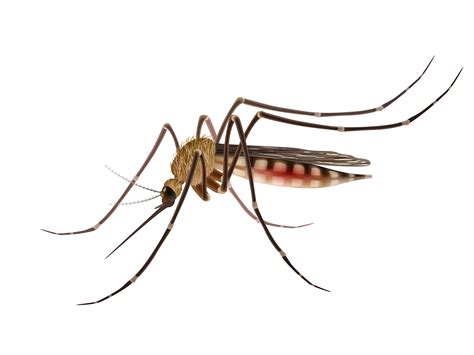 Mosquito Realistic Illustration 472504 Vector Art At Vecteezy