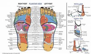 Foot Reflexology Dr Brenda Harmony Health Healing Inc Sarasota