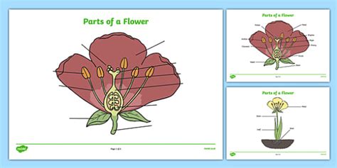 Flower Parts Labelling Worksheets Resources Twinkl