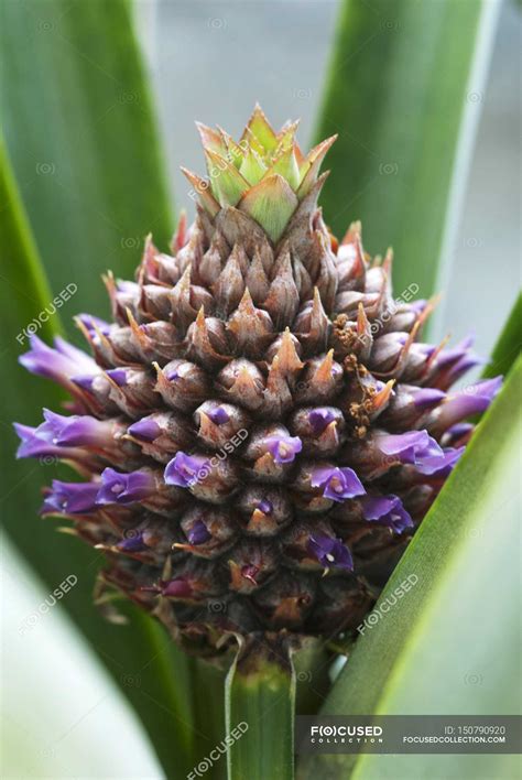 Baby Pineapple On Plant — Domestic Life Cookery Stock Photo 150790920
