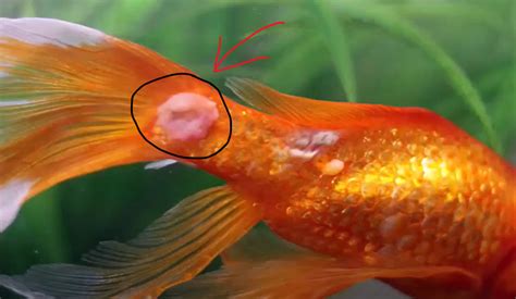 How To Cure Fish Fungal Infection Treatment Fishtanklover
