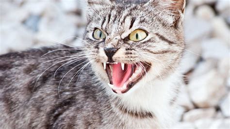 Why Cats Will Never Be Domesticated Purrfect Love