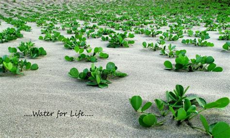 Small Green Plants On Sandy Beach Stock Photo Image Of Thailand