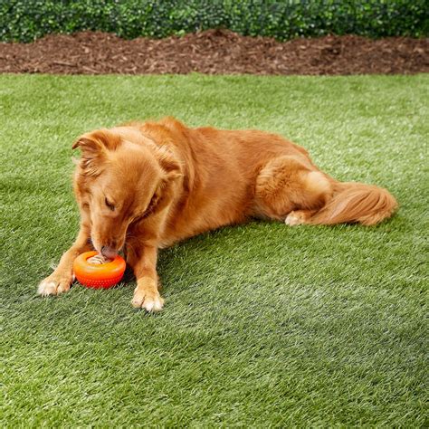 Starmark Everlasting Bento Ball With Dental Treat Dog Chew Toy Large